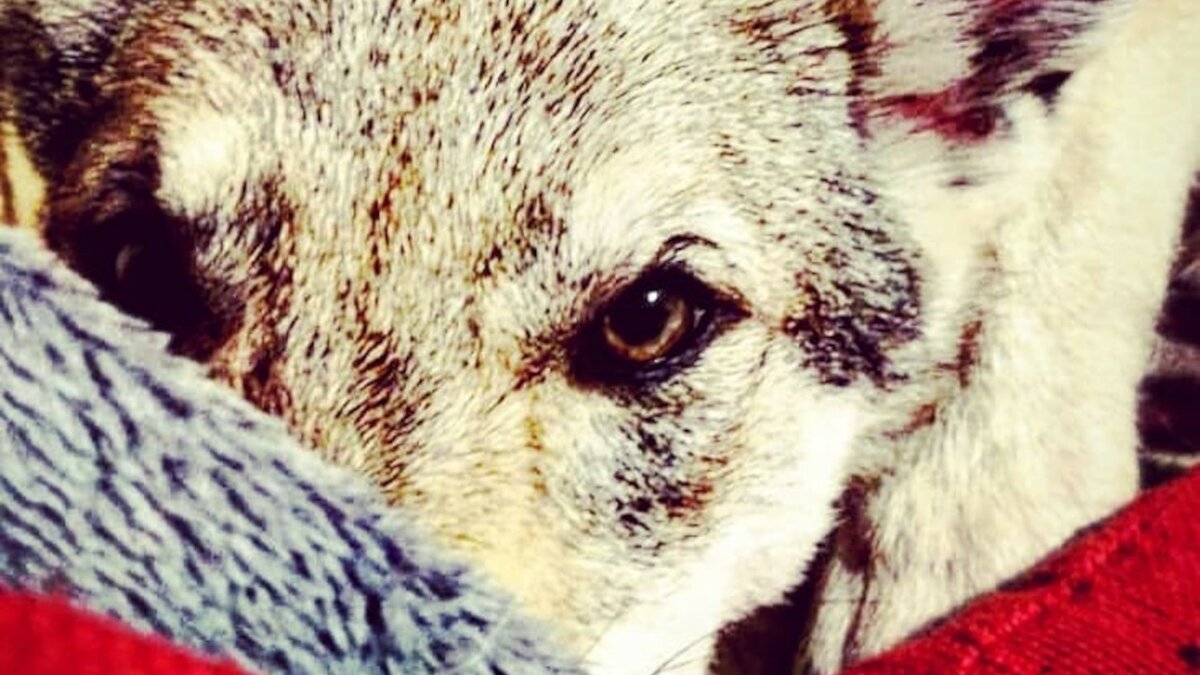 Fotografia di un cane lupo cecoslovacco in primo piano. Scattata da Katia Verza, Educatrice Cinofila