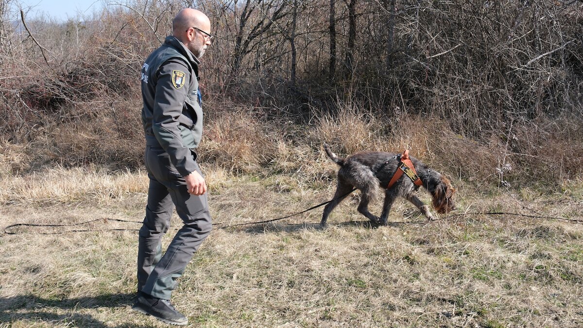 La fotografia mostra, sulla sinistra, P. Tavelli della Polizia Provinciale di Brescia, membro delle Unità Cinofile Antiveleno, con il cane Sole (sulla destra), intenti in un'attività di formazione per la ricerca delle esche avvelenate.