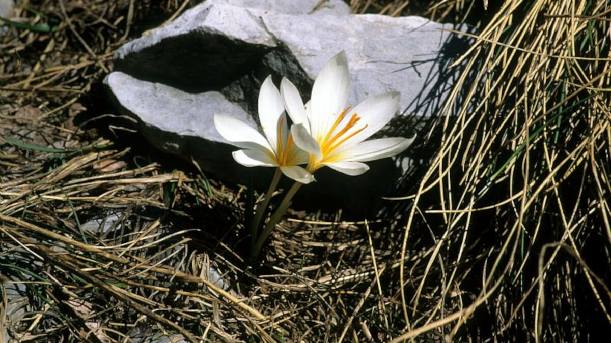 La foto scattata da Giorgio Pallavicini mostra due fiori bianchi, precisamente due Crocus versicolor. Fine della descrizione.