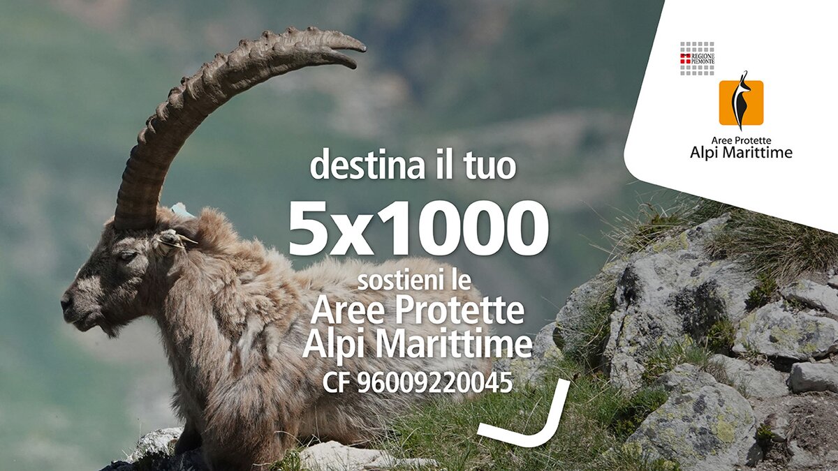 Nella fotografica: Stambecco maschio sdraiato su di una roccia | G. Manfredi. In sovraimpressione i dati per dare il 5x1000 ad APAM Fine descrizione della foto.