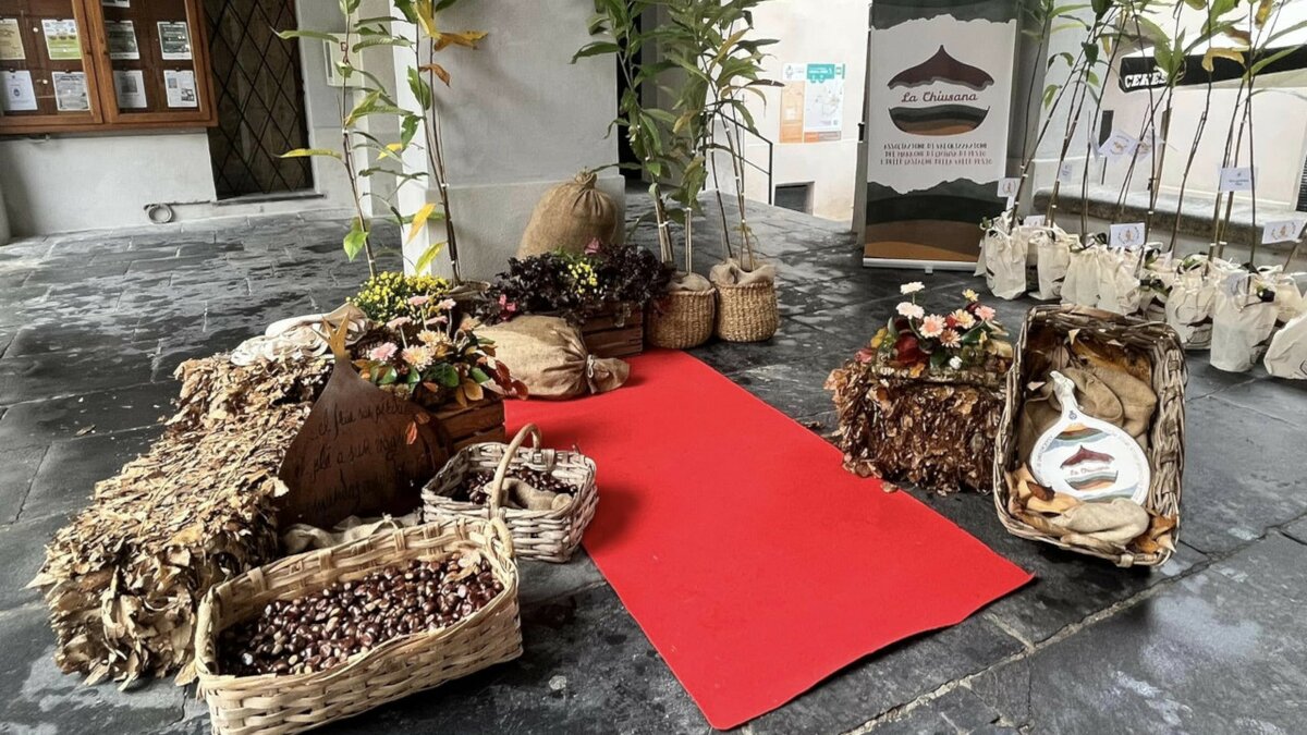 La foto mostra un momento della scorsa edizione della Festa del Re Marrone, a Chiusa Pesio. Si nota al centro un tappeto rosso, attorno ceste e sacchi pieni di castagne. Fine della descrizione.