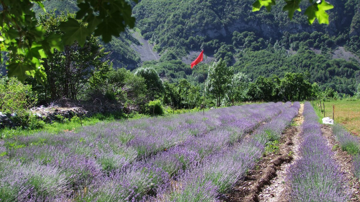 Nella fotografia: un campo di lavanda a Valdieri con al fondo la bandiera occitana | G. Bernardi