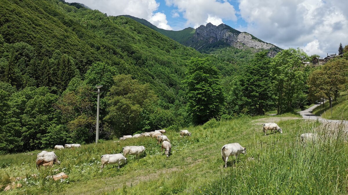 Nella foto Vacche al pascolo nei dintorni di Folchi di Vernante Fine descrizione foto