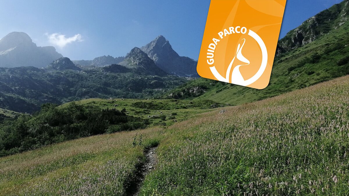 La fotografia di Daniele Dalmasso mostra il sentiero immerso nel verso in direzione dei Laghi del Frisson. In alto a destra si nota il flag arancione riservato alle escursioni con la Guida Parco. Fine della descrizione.
