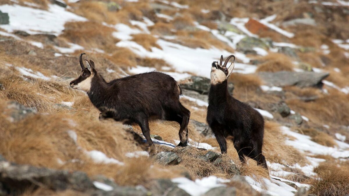 La fotografia mostra due esemplari di camosci, presumibilmente maschio e femmina, nel periodo degli accoppiamenti. L'esemplare dietro tiene il muso nella tipica posizione del flehmen. Fine della descrizione.