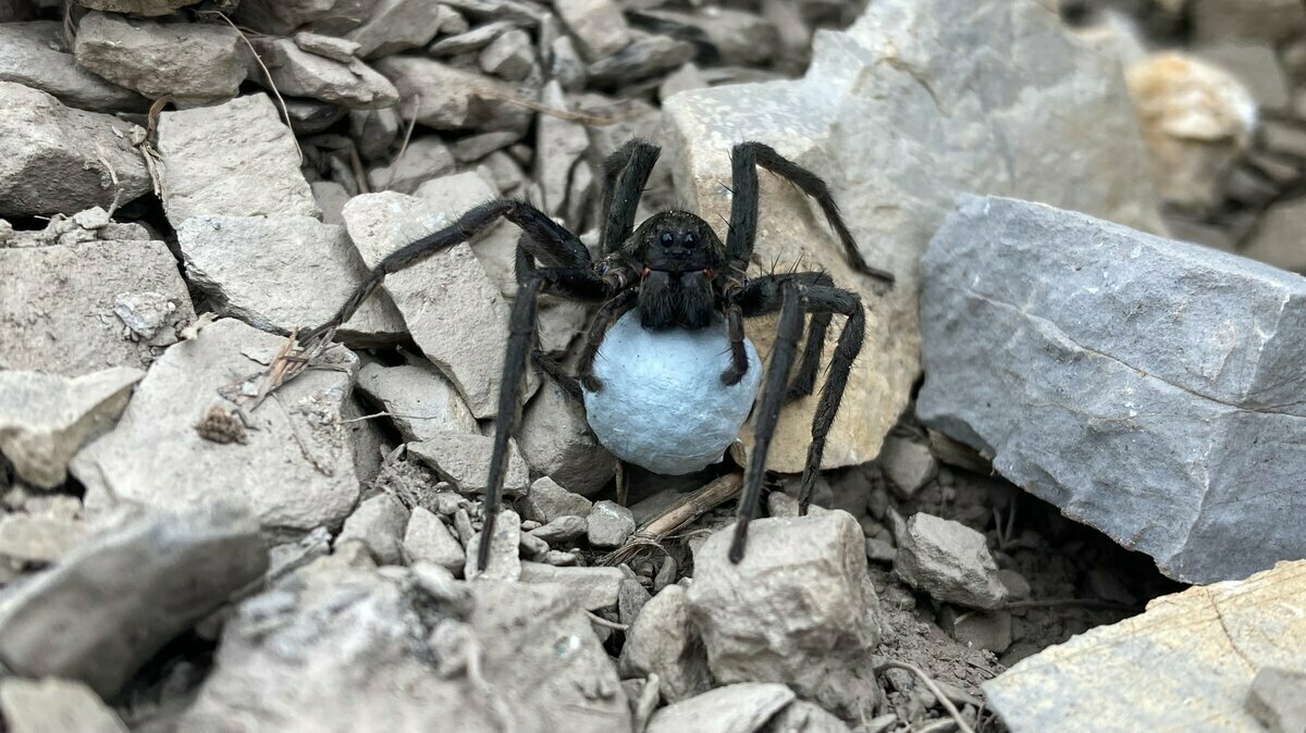 La foto di M. Isaia mostra un esemplare di ragno lupo (Vesubia jugorum) su alcune rocce. Fine della descrizione.