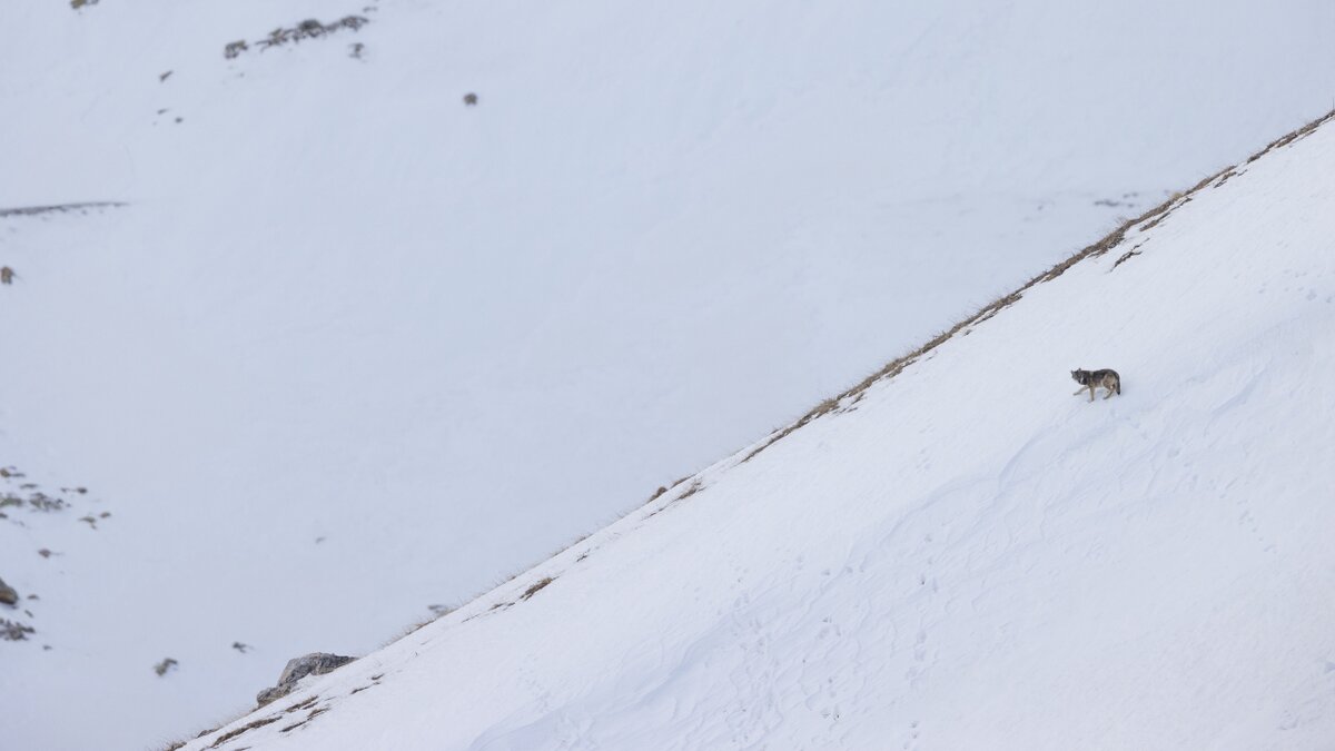 La foto di Davide Otta mostra, piccolo in alto a destra, un esemplare di lupo, circondato da una distesa di neve. Fine della descrizione.