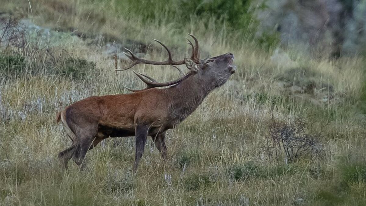 Lo scatto di M. Giordano mostra un maschio di cervo mentre bramisce. Fine della descrizione.