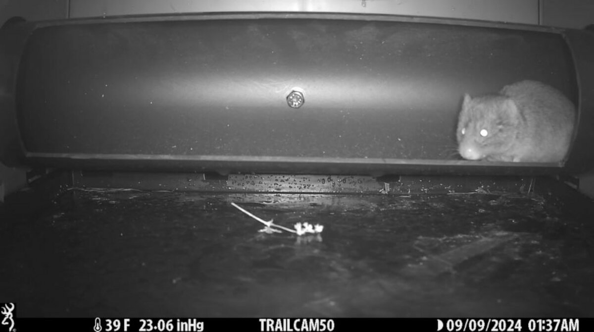 La foto mostra l'interno di una //Mostela//: nel tubo sta passando, a destra, una arvicola delle nevi. Fine della descrizione.