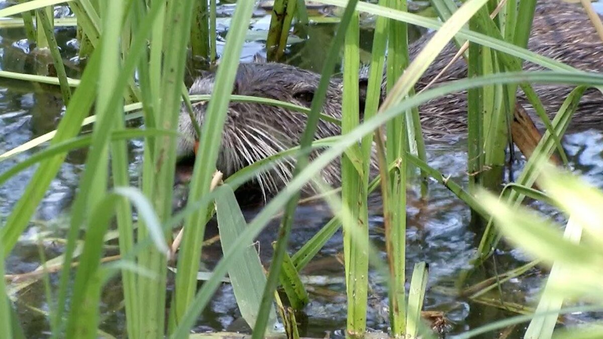 Lo scatto mostra un esemplare di nutria che sporge dall'acqua mentre nuota. Fine della descrizione.