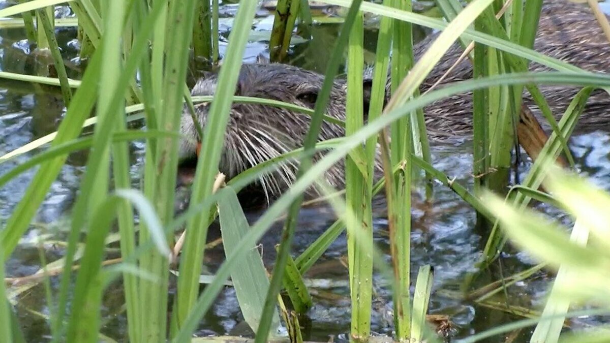 Lo scatto mostra un esemplare di nutria che sporge dall'acqua mentre nuota. Fine della descrizione.