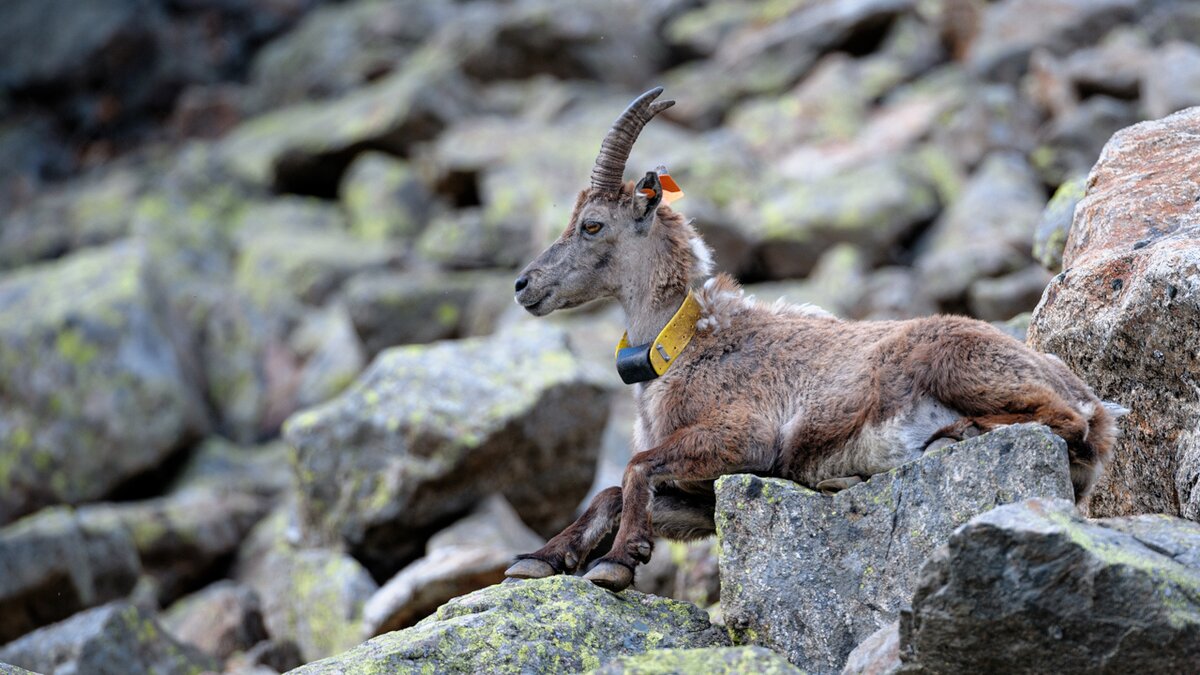 La foto di F. Panuello mostra una femmina di stambecco coricata su alcune rocce con collare e marcature auricolari. Fine della descrizione.