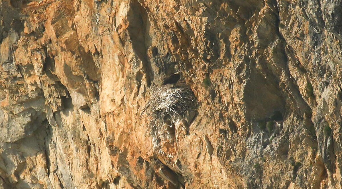 Nella foto si vede: Il piccolo di gipeto nel nido in parete scatto di M. Bertelli. Fine descrizione foto.
