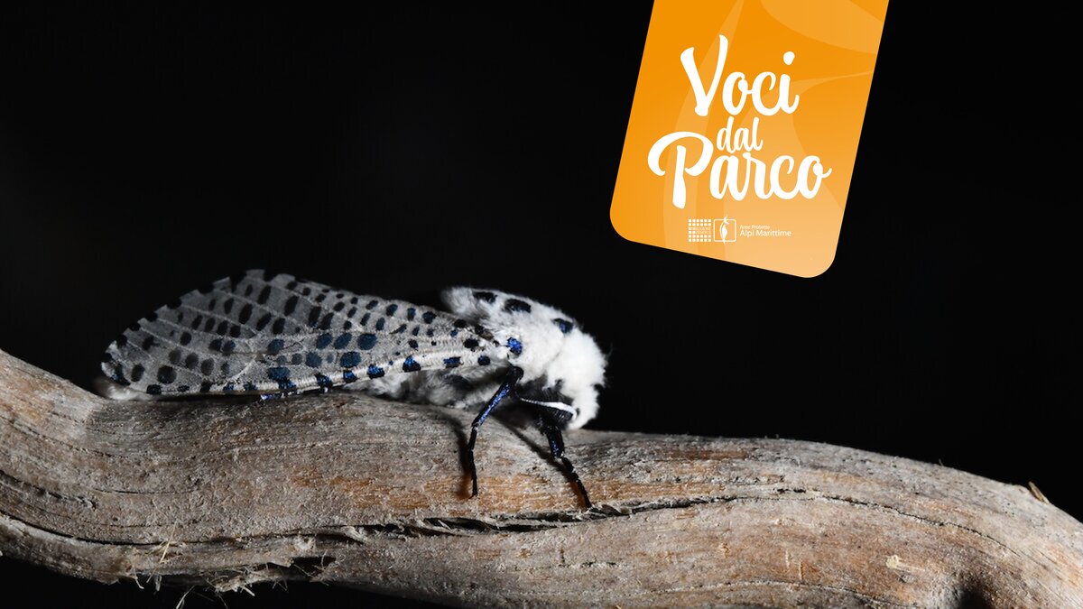 La fotografia, scattata da Simone Gautero, ritrae una splendida falena poggiata su un ramo di legno, immersa in uno sfondo completamente nero che ne esalta la bellezza. Le ali sono un mosaico di grigio, blu e nero, con motivi intricati che sembrano dipinti con grande precisione. Il suo corpo bianco e peloso contrasta nettamente con le zampe nere, creando un insieme visivamente affascinante. Fine descrizione della fotografia.