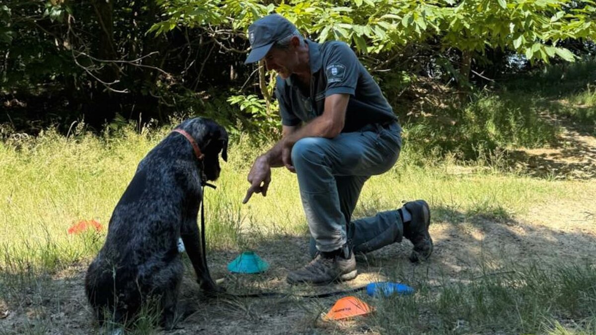 Lo scatto di E. Fimiani mostra il conduttore Andrea Giacchino (inginocchiato sulla destra) mentre fornisce delle indicazioni al cane Sax, seduto di spalle (a sinistra). Fine della descrizione.