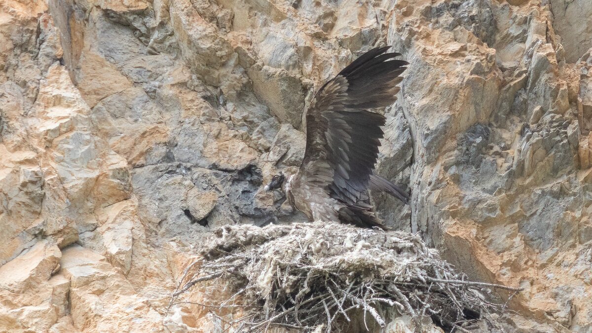 Nella foto: Il gipeto Soffio nel nido in parete si esercita sbattendo le ali per il suo primo volo | M. Giordano. Fine descrizione foto.
