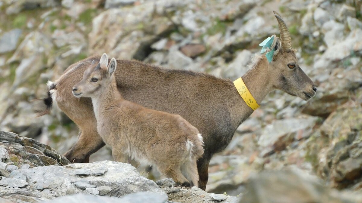 Lo scatto di F. Tessitore mostra l'esemplare femmina di stambecco di nome Betta con la testa a destra, davanti a lei, rivolto con la testa a sinistra, il suo capretto. Sulle orecchie e sul collo di Betta si notano le marche auricolari e il collare visuale, fondamentali per il suo riconoscimento. Fine della descrizione.