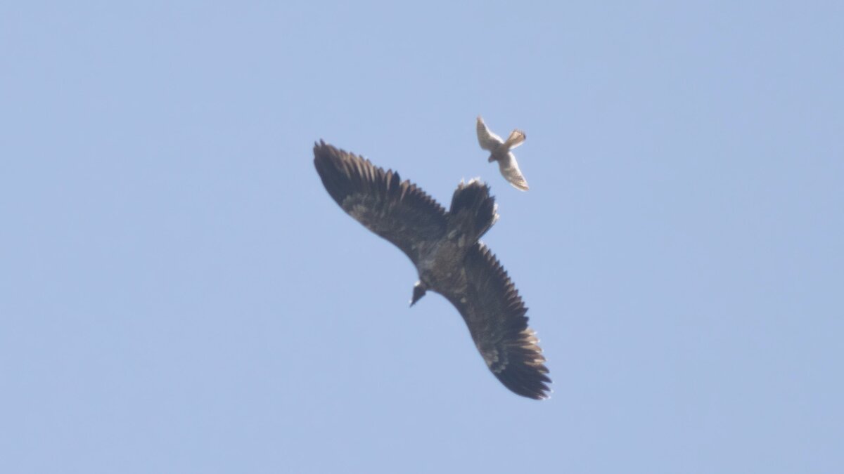 Lo scatto di M. Giordano mostra il giovane gipeto Soffia, dietro di lui, più piccolo e più chiaro, un gheppio. Sono entrambi in volo, stagliati sullo sfondo azzurro-grigio del cielo. Fine della descrizione.