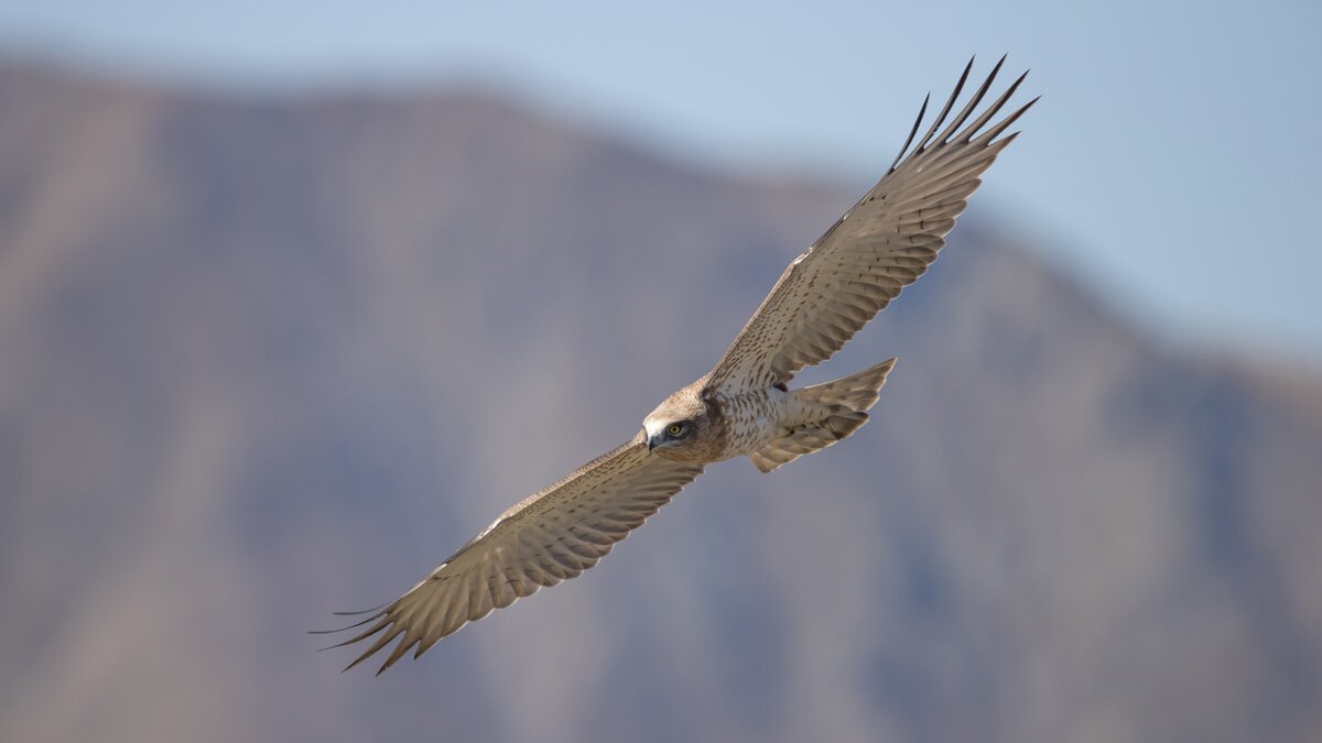 Lo scatto di M. Giordano mostra un esemplare di falco di palude in volo, sullo sfondo l'azzurro del cielo. Fine della descrizione.