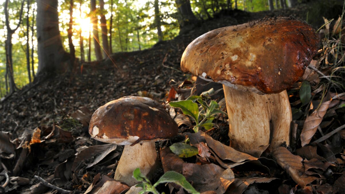 Lo scatto di Francesco Tomasinelli mostra due funghi porcini circondati dalle foglie, sullo sfondo il sole si intravede in mezzo agli alberi. Fine della descrizione.