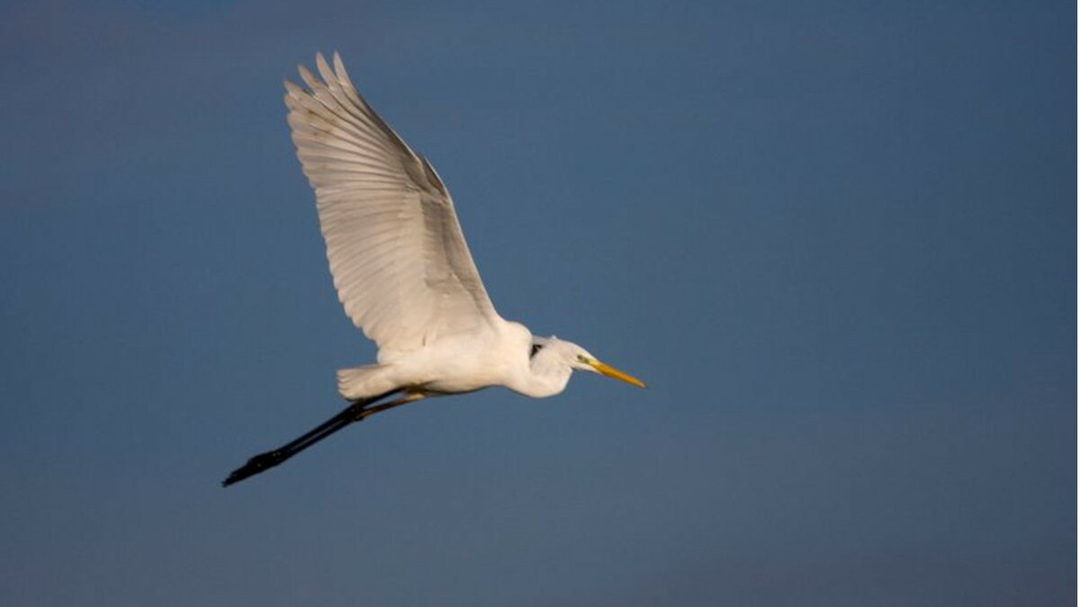 Lo scatto di P. Bolla mostra un airone bianco in volo nella Riserva Naturale Crava Morozzo, stagliato sull'azzurro del cielo. Fine della descrizione.