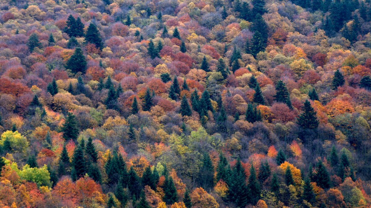 Lo scatto di P. Bolla mostra un bosco della Valle Pesio ripreso in autunno, nel pieno del foliage. Fine della descrizione.