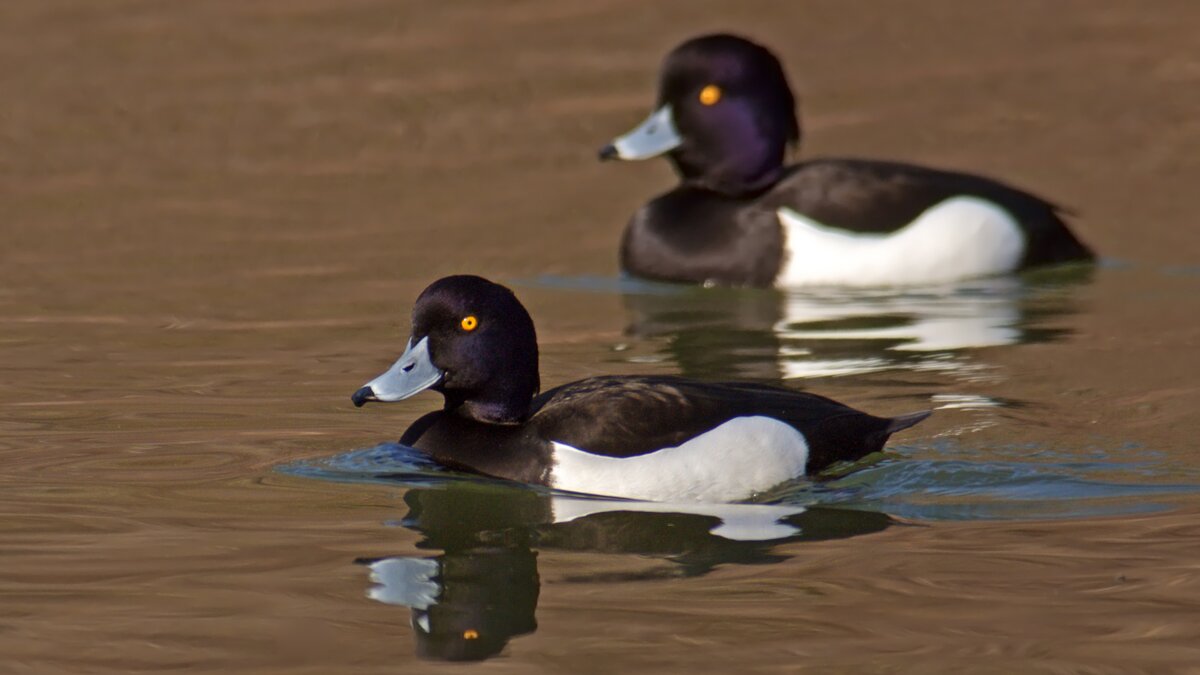 La foto di Gian Paolo Passera mostra due esemplari di Moretta che nuotano. Fine della descrizione.
