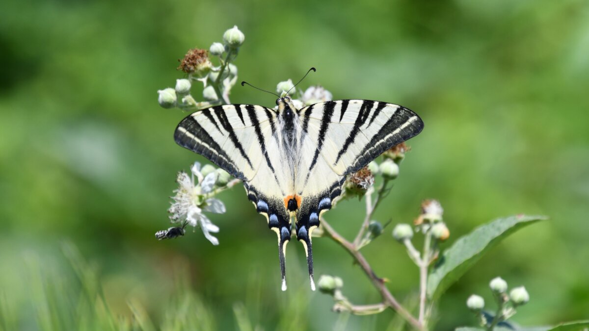 La foto di S. Gautero mostra una farfalla della specie //Iphiclides podalirio// su uno stelo. Fine descrizione.