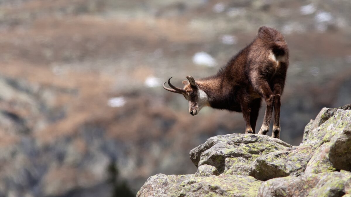 Lo scatto di P. Bolla mostra un esemplare di camoscio. Fine descrizione.