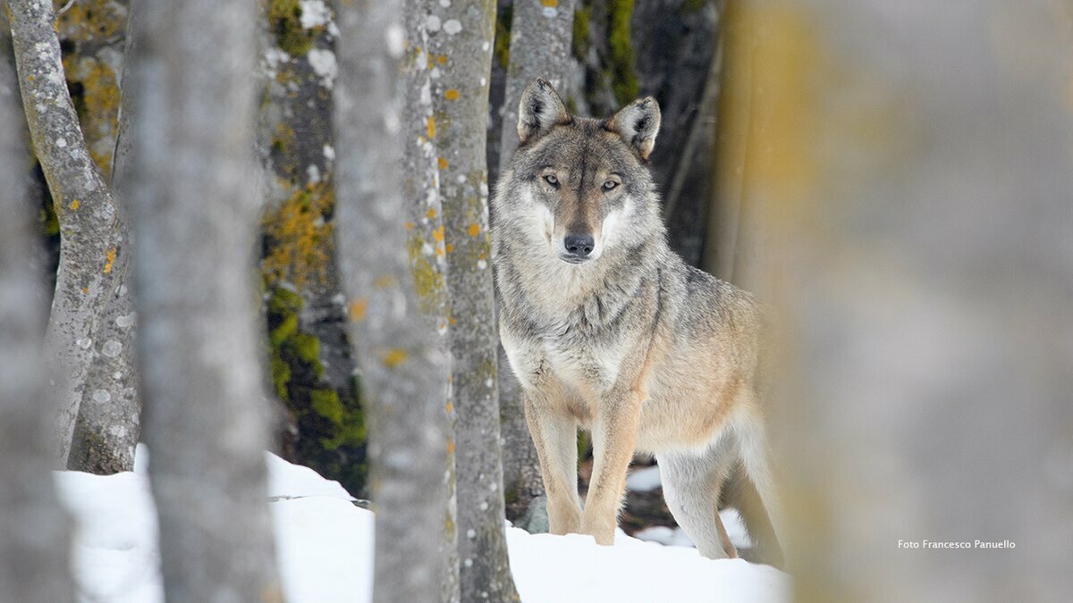 Nella foto si vede tra glia alberi un Lupo ospite del Centro faunistico | F. Panuello Fine descrizione foto.