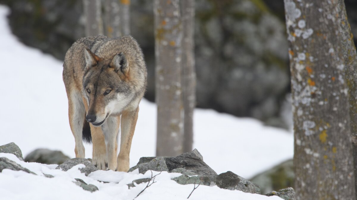 Lo scatto di F. Panuello mostra un esemplare di lupo che cammina nella neve. La foto è stata scattata presso il Centro Uomini e Lupi di Entracque. Fine della descrizione.