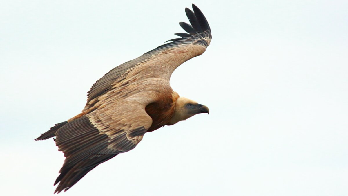 La foto di P. Bolla mostra un grifone in volo. Fine descrizione foto.