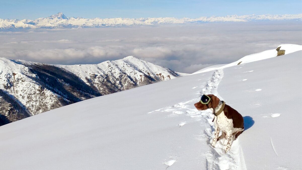 La foto mostra il cane Argo, di razza bracco francese dei Pirenei (allevamento San Donato), seduto in mezzo alla neve sulla Cima Durand, tra Valle Ellero e Valle Maudagna. Sullo sfondo si stagliano le vette delle montagne innevate contro il cielo azzurro. Argo indossa una mascherina solare a protezione degli occhi. Fine descrizione foto.