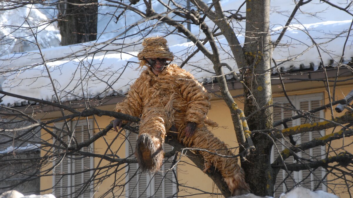 Lo scatto di S. Giordana mostra l'Orso di Segale arrampicato su un albero. Fine descrizione foto.