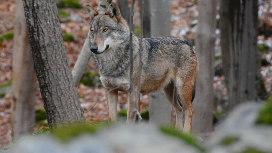 Lo scatto di A. Rivelli mostra un esemplare di lupo in un bosco autunnale. La foto è stata fatta al Centro Uomini e Lupi di Entracque. Fine descrizione.