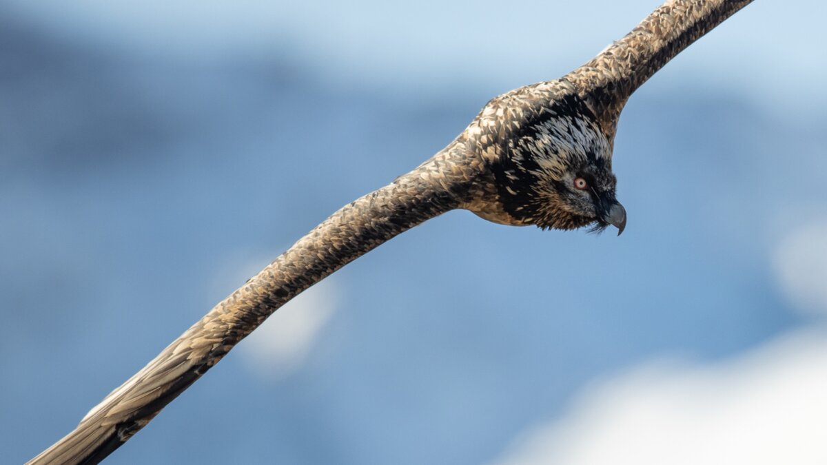 Lo scatto di D. Otta mostra un esemplare di gipeto subadulto in volo. Fine descrizione foto.