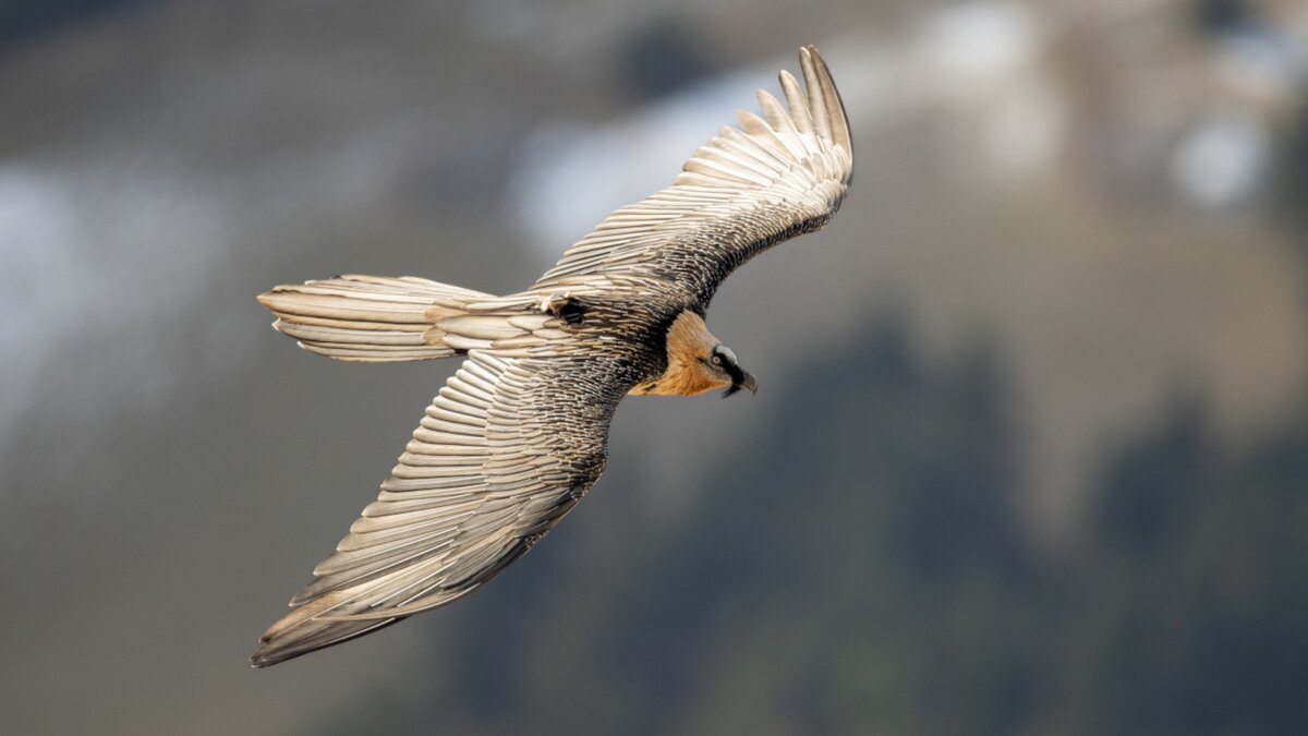 Lo scatto di D. Otta mostra un esemplare di gipeto adulto in volo. Fine descrizione foto.