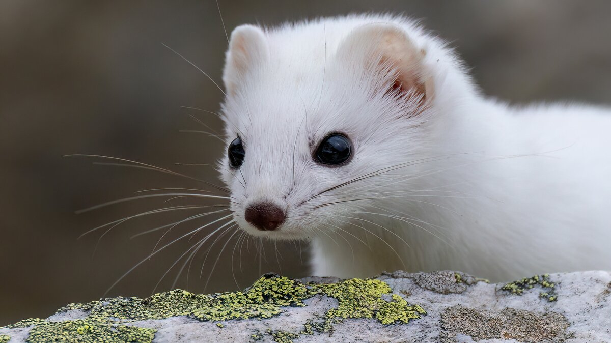 Nella foto si vede un ermellino in veste invernale (pelo bianco) su una roccia | Michelangelo Giordano. Fine descrizione foto