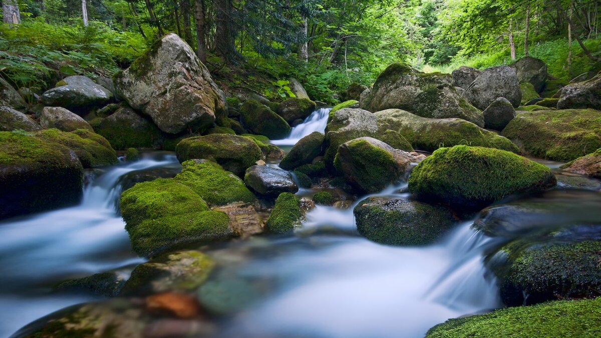 Nella foto si vede il il torrente Pesio fotografato con effetto flow che scorre tra rocce ricoperte di verdi muschi | Paolo Bolla. Fine descrizione foto.