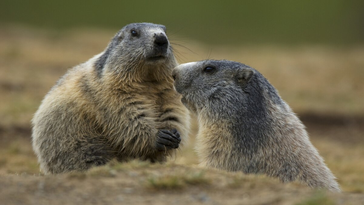 Lo scatto di R. Malacrida mostra due esemplari di marmotte al Piano della Gardetta in Valle Maira. Fine descrizione foto.