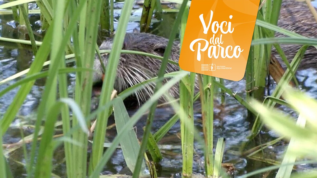 La foto mostra un esemplare di nutria, una specie aliena invasiva, che nuota. Fine descrizione foto.