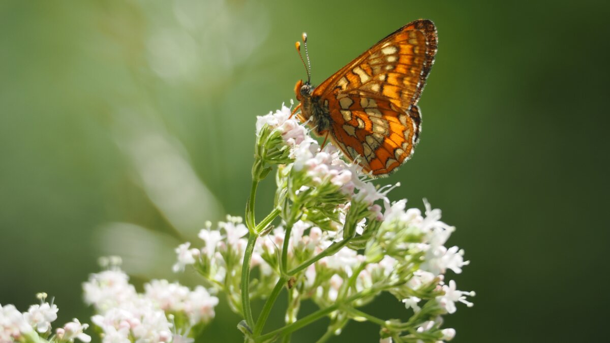 Lo scatto di B. Gammino mostra un esemplare della specie di farfalla Euphydryas maturna posata su un fiore. Fine descrizione foto.