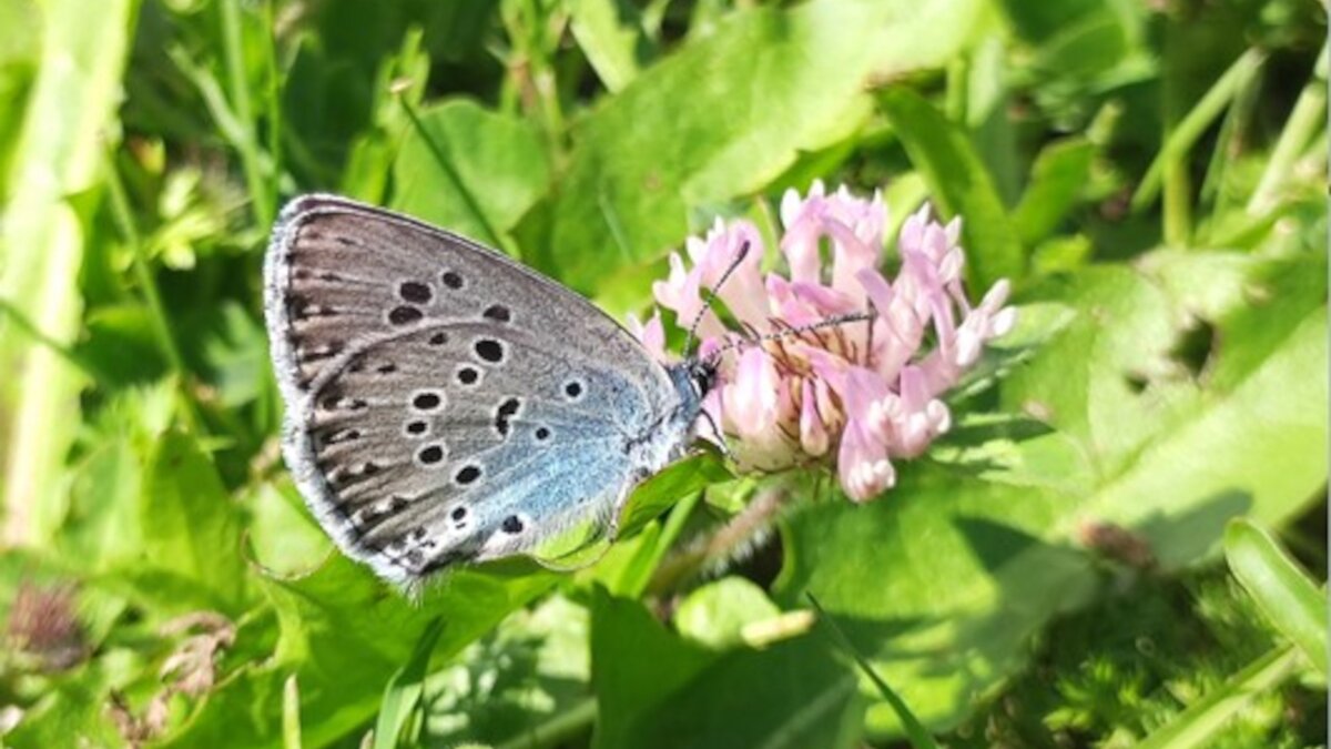 Lo scatto di B. Gammino mostra un esemplare di farfalla della specie Maculinea arion posato su un fiore. Fine descrizione foto.