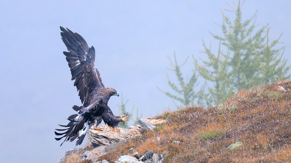 Lo scatto di F. Panuello mostra un'aquila reale in atterraggio. Fine descrizione foto.