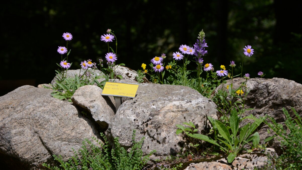 Descrizione foto: Astro delle Alpi con cartellino identificativo all'interno della roccera silicea del Giardino botanico Valderia | A. Rivelli Fine descrizione foto.