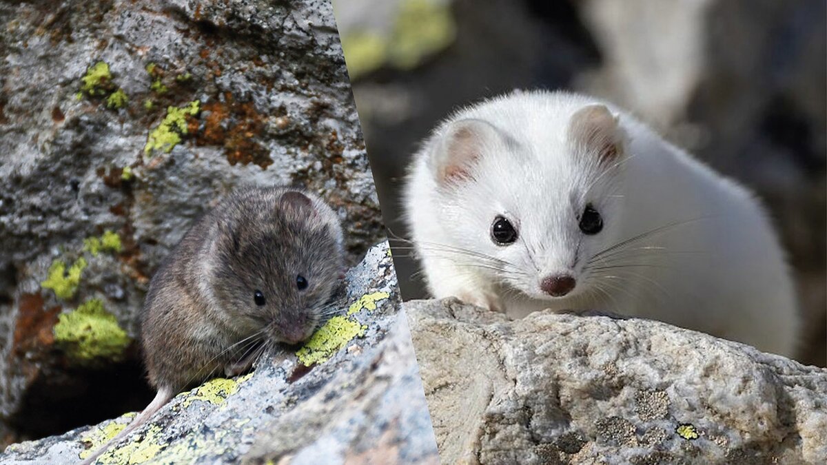 Grafica composta da due fotografie affiancate: a sinistra un'arvicola delle nevi tra le rocce, a destra un ermellino con livrea invernale bianca. L'immagine mette a confronto due specie caratteristiche degli ambienti alpini, preda e predatore. Crediti fotografici: E. Chiesa e M. Giordano. Fine descrizione della fotografia.