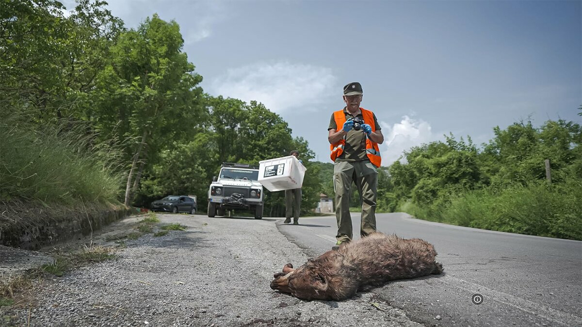 Lo scatto mostra M. Fissore a bordo strada che fotografa un lupo investito. Sullo sfondo la macchina dei guardiaparco e un collega che trasporta la cassa per caricare l'animale. Fine descrizione foto.