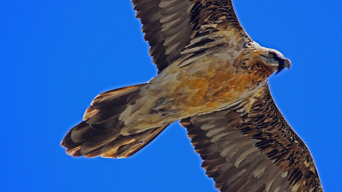 Lo scatto di M. Chiereghin mostra un esemplare adulto di gipeto in volo. Fine descrizione foto.