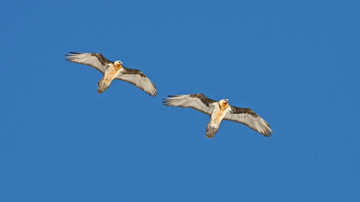 Lo scatto di M. Giordano mostra una coppia di gipeti in volo, sullo sfondo l'azzurro del cielo. Fine descrizione foto.