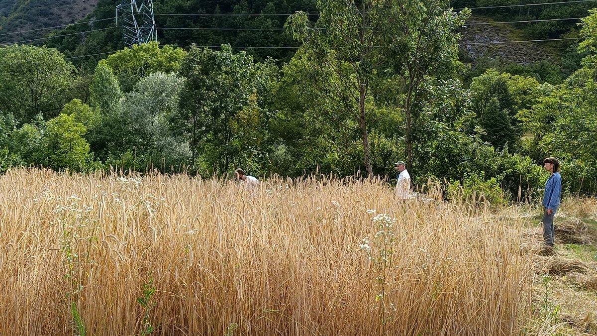 Campo di segale matura dell'Azienda Agricola Grëlla in Valle Gesso. Autore Francesco Kretly. Fine descrizione della fotografia.